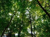 Police rescue man trapped by fallen tree in remote woodland