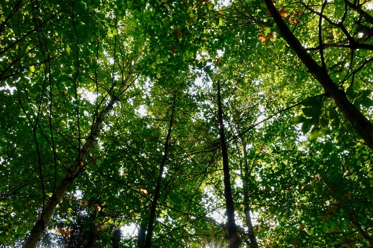 Woodland.