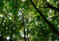 Police rescue man trapped by fallen tree in remote woodland
