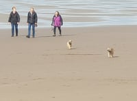 Cornwall Council warns dog owners amid upcoming beach restrictions