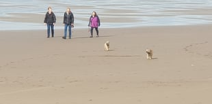 Cornwall Council warns dog owners amid upcoming beach restrictions