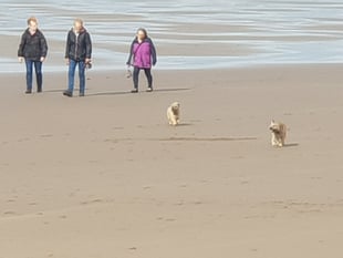 Cornwall Council warns dog owners amid upcoming beach restrictions