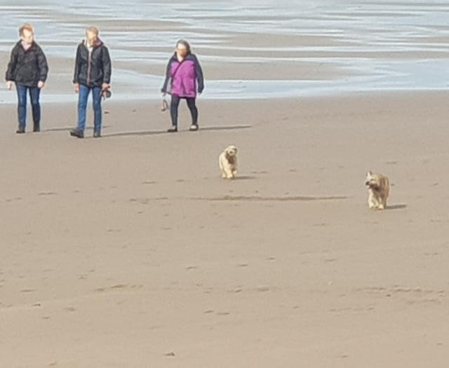 People to have say on when dogs are allowed on beaches