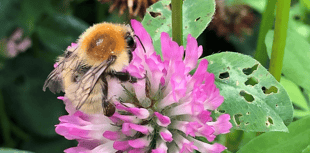 Cornwall residents urged to help save rare bumblebee