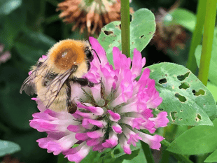 Cornwall residents urged to help save rare bumblebee