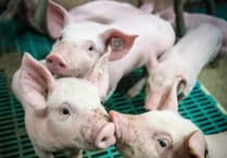 Farmers urged to respond following zinc oxide ban