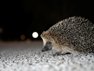 New campaign urges gardeners to create wild patches for hedgehogs