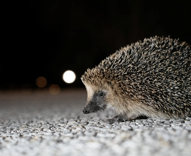 New campaign urges gardeners to create wild patches for hedgehogs