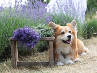 Fur the love of gardening – pet-friendly plants for Cornwall’s homes
