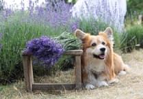 Fur the love of gardening – pet-friendly plants for Cornwall’s homes