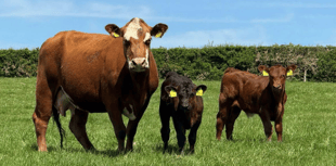 Hallworthy Livestock Market Report: Thursday, May 22