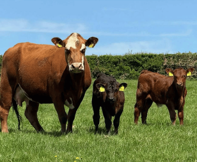 Hallworthy Livestock Market Report: Thursday, May 22
