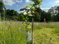 Preparing for greener future with new urban trees