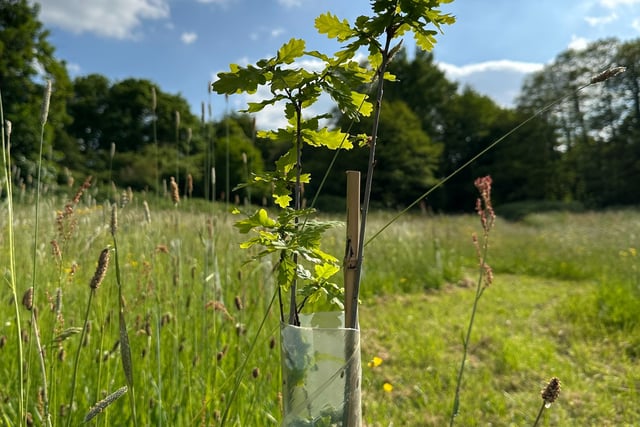 Preparing for greener future with new urban trees