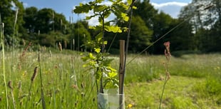 Preparing for greener future with new urban trees