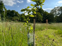 Preparing for greener future with new urban trees