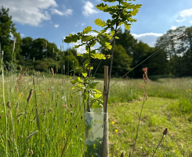Preparing for greener future with new urban trees