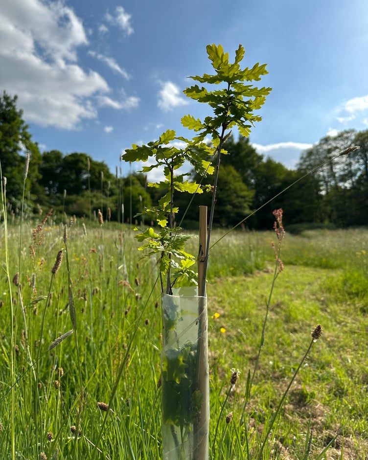 A thriving oak tree sapling, complete with protective plastic guard, planted in Wellington Basins during the winter. PHOTO: WTC.