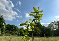 Torpoint prepares for greener future with new urban trees
