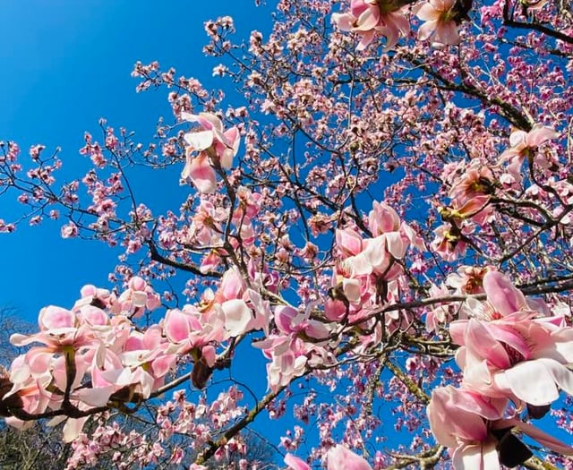 Best spots in Cornwall to see spring blooms