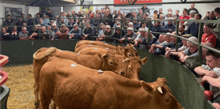 Hallworthy Livestock Market Report: Thursday, May 29