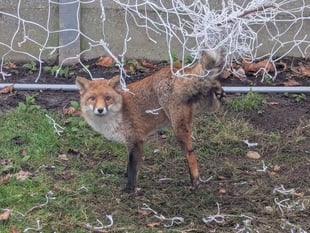 RSPCA urges Cornish residents to store football nets safely
