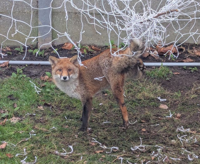 RSPCA urges Cornish residents to store football nets safely