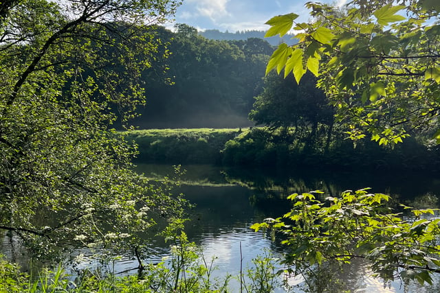 New podcast episode celebrates River Tamar’s migratory fish