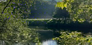 New podcast episode celebrates River Tamar’s migratory fish
