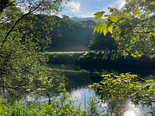 New podcast episode celebrates River Tamar’s migratory fish