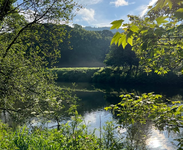 New podcast episode celebrates River Tamar’s migratory fish