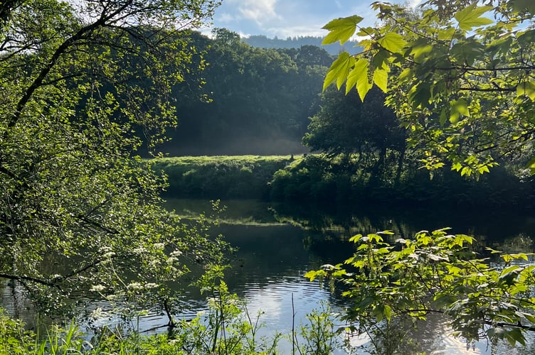 A new podcast celebrating two of the River Tamar’s most fascinating and threatened migratory fish species has been released