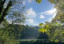 New podcast episode celebrates River Tamar’s migratory fish