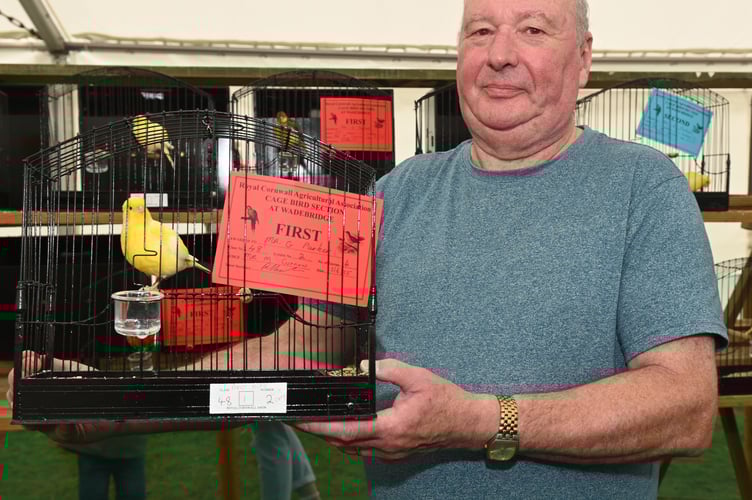 Graham Parker of Tregadillet was all a flutter when his striking yellow Fife won 'Best Canary in Show'. The one year old bird gave us the run around as they hid from the camera, but finally decided to pop their head out and show off that prize winning plumage. Graham said he has 80 canaries at home and it was in the bird tent at the Royal Cornwall Show that he found his passion for bird breeding