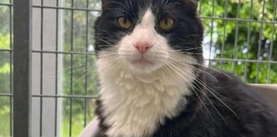 Animal charity calling on people to give a cat forever loving home