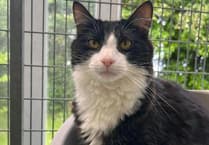Animal charity calling on people to give a cat forever loving home