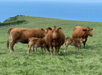 Hallworthy Livestock Market Report: Thursday, June 12
