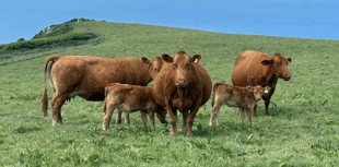 Hallworthy Livestock Market Report: Thursday, June 12