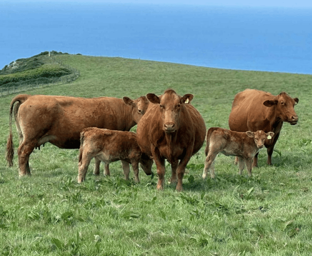 Hallworthy Livestock Market Report: Thursday, June 12