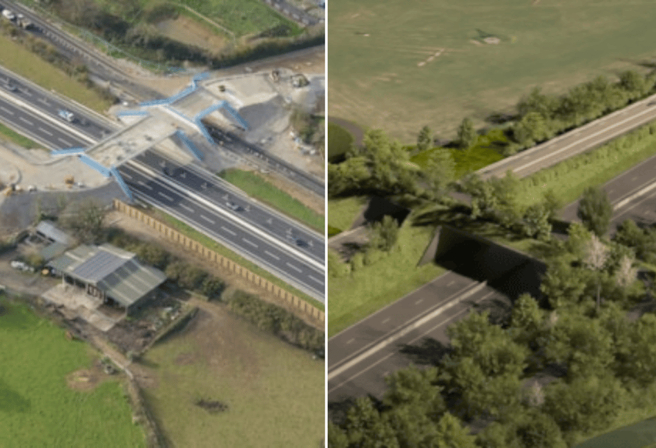 Cornwall's green bridge boosts wildlife