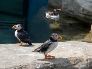 Icelandic puffins chilling out in Cornish heatwave