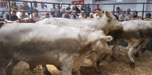 Hallworthy Livestock Market Report: Thursday, June 19