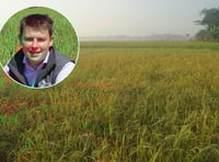 Lower yielding dry spring encourages grass season extension