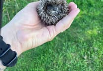 Tiny 'Spitfire' rescued thanks to Cornish conservation project