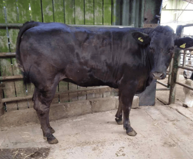 Hallworthy Livestock Market Report: Thursday, July 3
