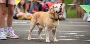 Torpoint gears up for fun-filled family dog show