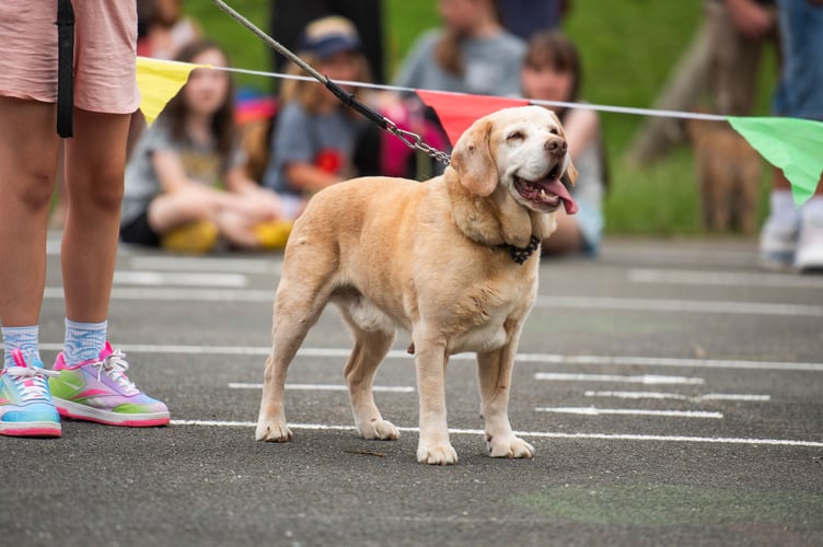 Dog Show at Meadowbrook Extravaganza fundraiser for Dartington Community Pool