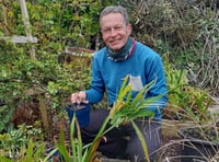 Gardening columnist to focus on colourful plant at sale