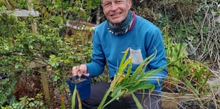 Gardening columnist to focus on colourful plant at sale