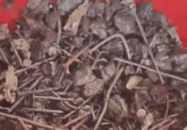 Reckless beach fires endanger public at East Looe